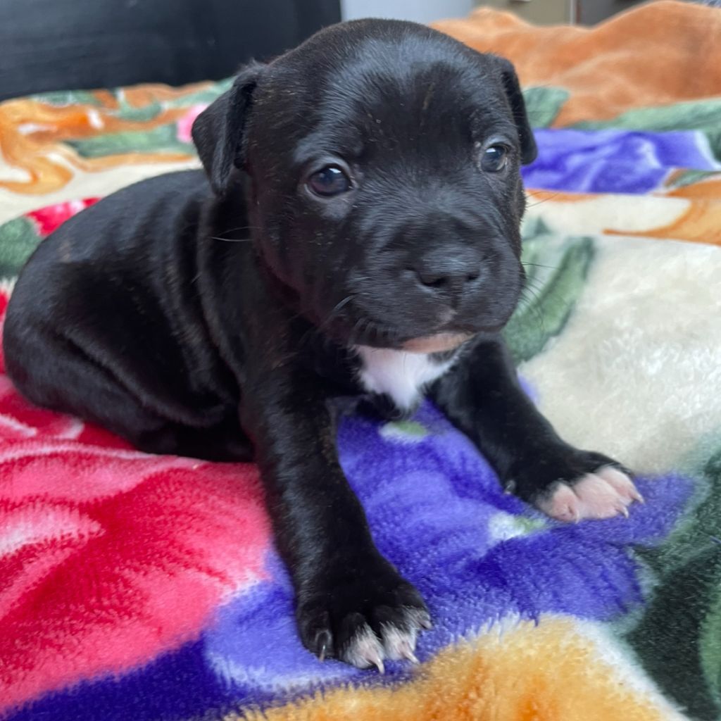 CHIOTS A VENIR pour NOVEMBRE 2025 !