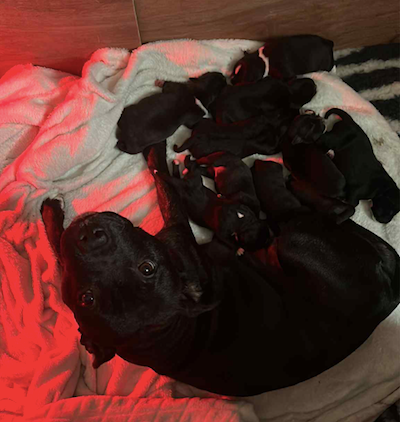 El'Solperro - Nos chiots sont arrivés !