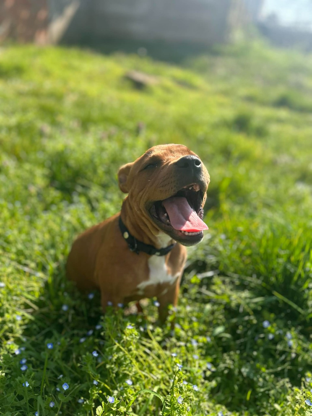 Ava