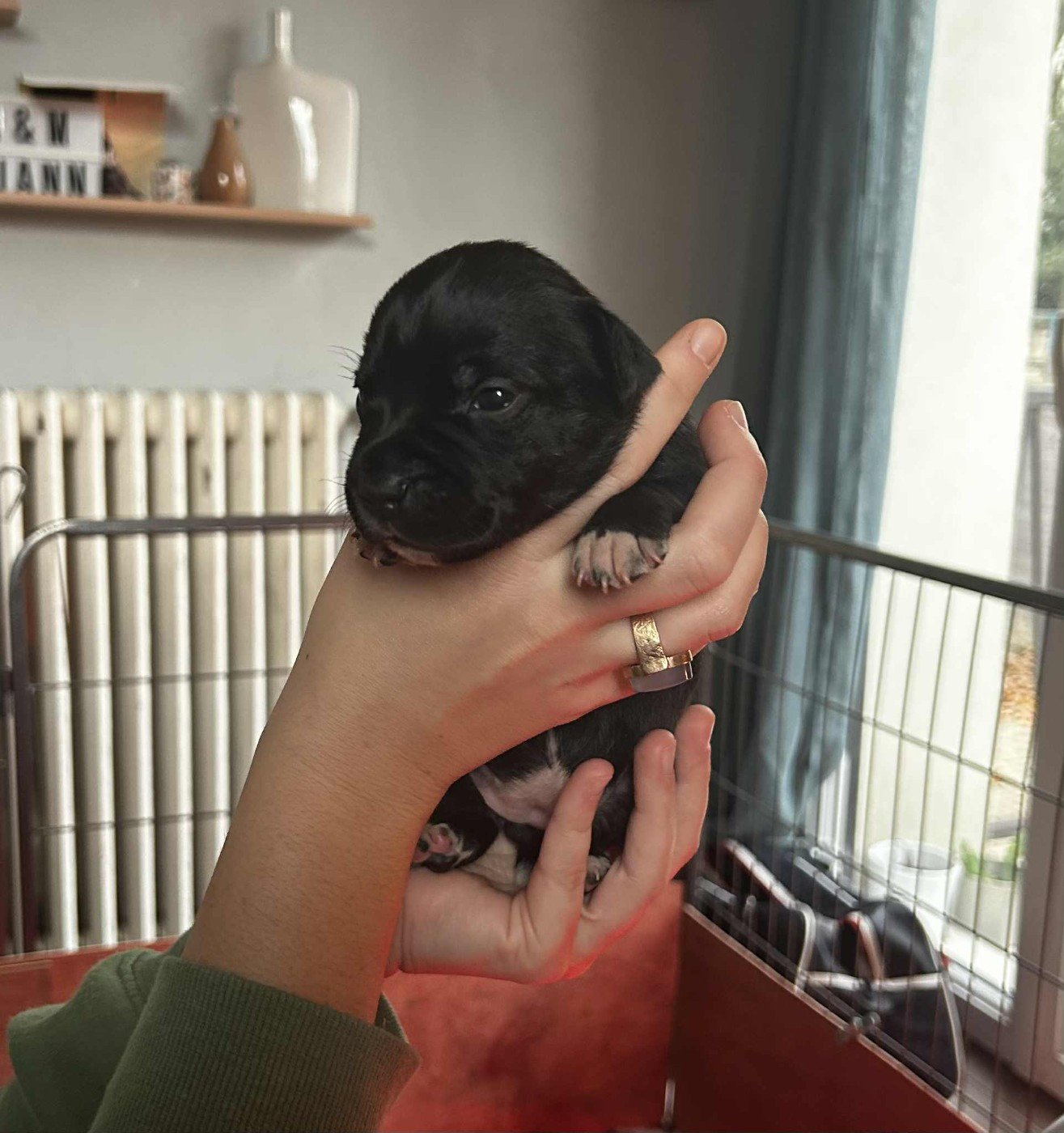 El'Solperro - Chiots disponibles - Staffordshire Bull Terrier