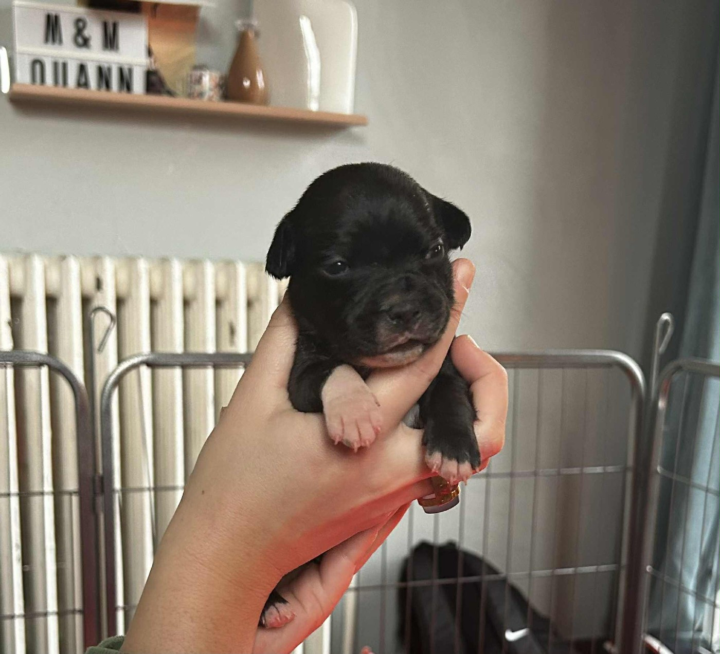 El'Solperro - Chiots disponibles - Staffordshire Bull Terrier